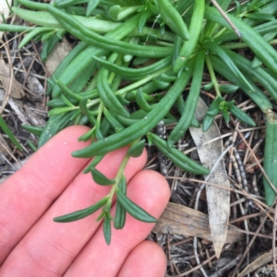 Calandrinia eremaea (Small Purslane) at Mount Ainslie - 24 May 2020 by WalterEgo