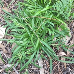 Calandrinia eremaea at Majura, ACT - 25 May 2020