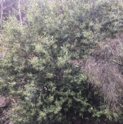 Olea europaea subsp. cuspidata (African Olive) at Majura, ACT - 25 May 2020 by WalterEgo
