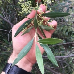 Olea europaea subsp. cuspidata at Majura, ACT - 25 May 2020