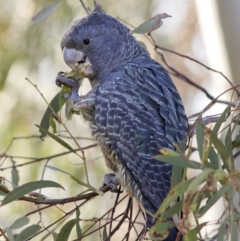 Callocephalon fimbriatum (Gang-gang Cockatoo) at Coree, ACT - 22 Apr 2020 by JudithRoach