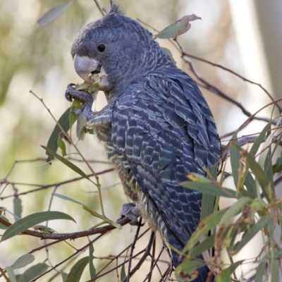 Callocephalon fimbriatum (Gang-gang Cockatoo) at Coree, ACT - 22 Apr 2020 by JudithRoach