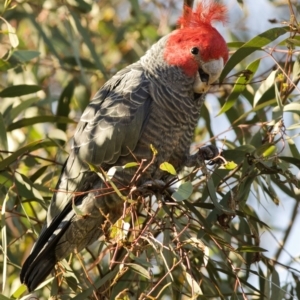 Callocephalon fimbriatum at Coree, ACT - 22 Apr 2020