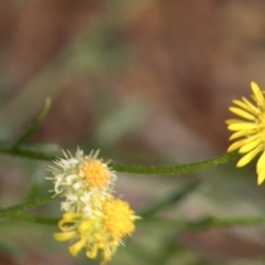 Calotis lappulacea (Yellow Burr Daisy) at Uriarra Village, ACT - 28 Apr 2020 by JudithRoach