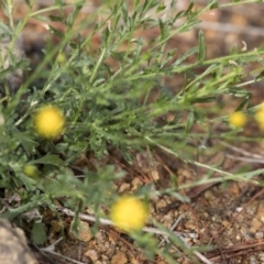 Calotis lappulacea at Uriarra Village, ACT - 28 Apr 2020