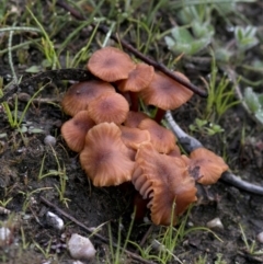 Laccaria sp. (Laccaria) at Coree, ACT - 7 May 2020 by JudithRoach