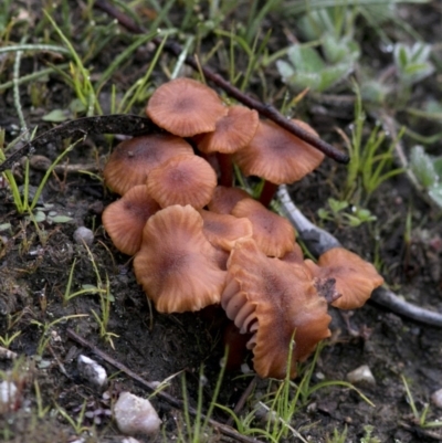 Laccaria sp. (Laccaria) at Coree, ACT - 6 May 2020 by Judith Roach