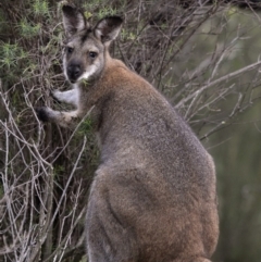 Notamacropus rufogriseus (Red-necked Wallaby) at Uriarra Village, ACT - 7 May 2020 by JudithRoach