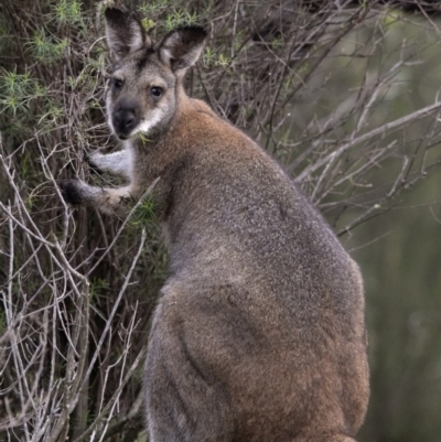Notamacropus rufogriseus (Red-necked Wallaby) at Uriarra Village, ACT - 6 May 2020 by Judith Roach