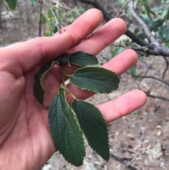 Celtis australis (Nettle Tree) at Majura, ACT - 24 May 2020 by WalterEgo