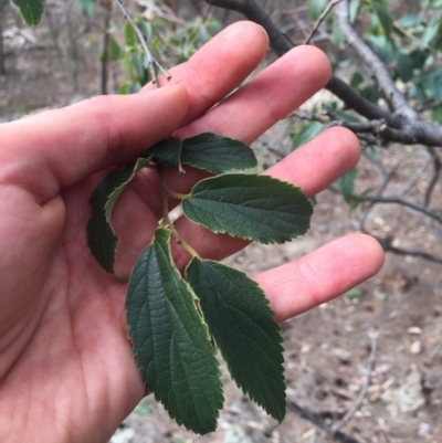 Celtis australis (Nettle Tree) at Majura, ACT - 25 May 2020 by WalterEgo