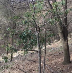 Celtis australis at Majura, ACT - 25 May 2020