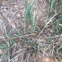 Dianella revoluta var. revoluta (Black-Anther Flax Lily) at Mount Ainslie - 24 May 2020 by WalterEgo