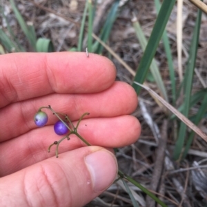 Dianella revoluta var. revoluta at Majura, ACT - 25 May 2020