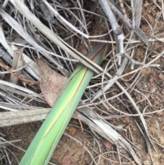 Dianella revoluta var. revoluta at Majura, ACT - 25 May 2020