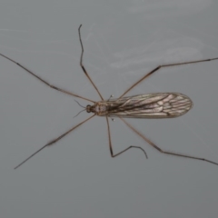 Unidentified Crane fly, midge, mosquito or gnat (several families) at Ainslie, ACT - 21 May 2020 by jbromilow50