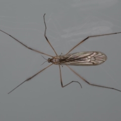 Geranomyia sp. (genus) (A limoniid crane fly) at Ainslie, ACT - 21 May 2020 by jb2602