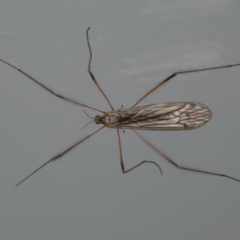 Geranomyia sp. (genus) at Ainslie, ACT - 21 May 2020 by jbromilow50