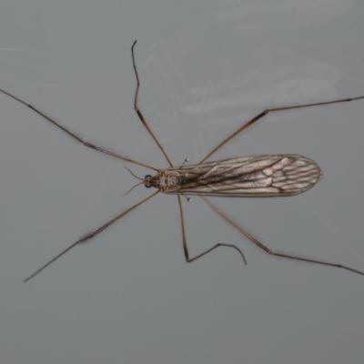 Unidentified Crane fly, midge, mosquito or gnat (several families) at Ainslie, ACT - 21 May 2020 by jbromilow50