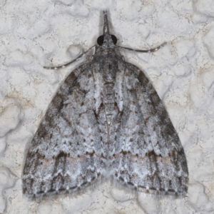 Microdes villosata at Ainslie, ACT - 21 May 2020