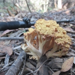 Ramaria sp. (A Coral fungus) at Cotter River, ACT - 17 May 2020 by idlidlidlidl