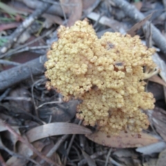 Ramaria sp. at Cotter River, ACT - 17 May 2020