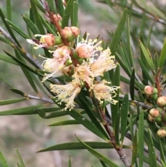 Callistemon sieberi (River Bottlebrush) at Kowen, ACT - 25 May 2020 by JaneR