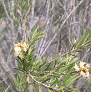 Callistemon sieberi at Kowen, ACT - 25 May 2020 03:22 PM