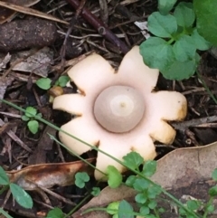 Geastrum sp. (genus) (An earthstar) at Kowen, ACT - 25 May 2020 by JaneR