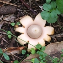 Geastrum sp. (Geastrum sp.) at Molonglo Gorge - 25 May 2020 by JaneR