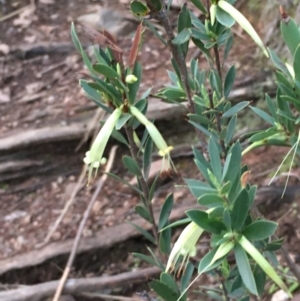 Styphelia triflora at Kowen, ACT - 25 May 2020