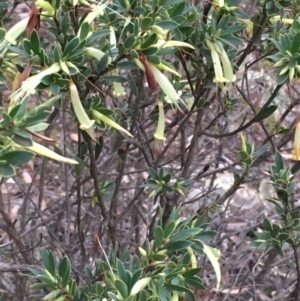 Styphelia triflora at Kowen, ACT - 25 May 2020