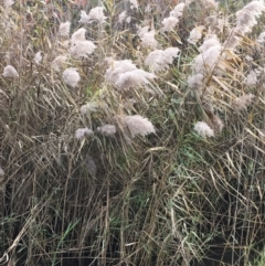 Phragmites australis (Common Reed) at Kowen, ACT - 25 May 2020 by JaneR