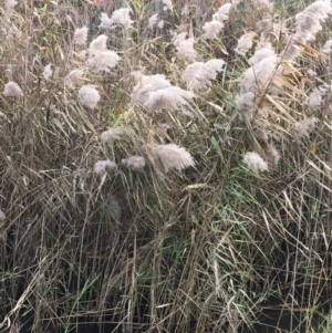 Phragmites australis at Kowen, ACT - 25 May 2020