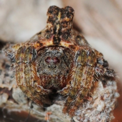 Dolophones turrigera (Turret spider) at Majura, ACT - 27 Nov 2012 by Harrisi