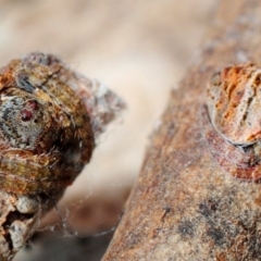 Dolophones turrigera at Majura, ACT - 27 Nov 2012