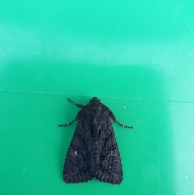 Neumichtis nigerrima (Black Turnip Moth) at Higgins, ACT - 25 May 2020 by Rkiggins90