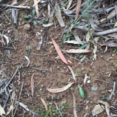 Glossodia major (Wax Lip Orchid) at Mount Majura - 25 May 2020 by petersan