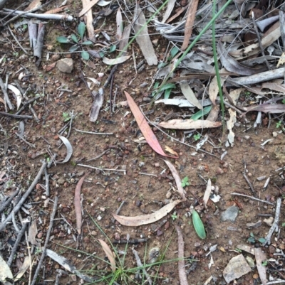 Glossodia major (Wax Lip Orchid) at Mount Majura - 25 May 2020 by petersan