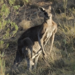 Macropus giganteus (Eastern Grey Kangaroo) at Greenway, ACT - 22 Jan 2020 by MichaelBedingfield