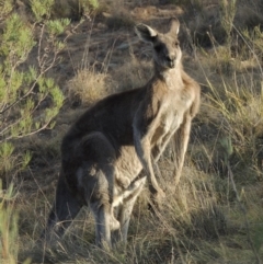 Macropus giganteus (Eastern Grey Kangaroo) at Greenway, ACT - 22 Jan 2020 by michaelb