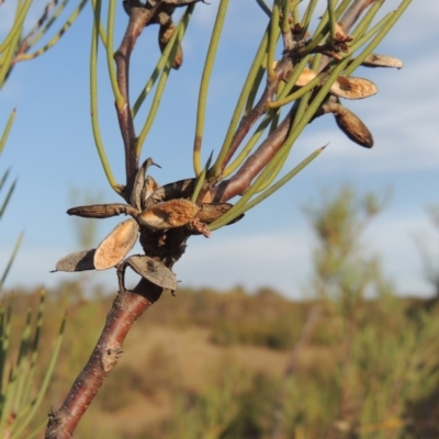 Hakea microcarpa (Small-fruit Hakea) at Greenway, ACT - 22 Jan 2020 by MichaelBedingfield