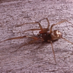 Theridiidae (family) (Comb-footed spider) at Amaroo, ACT - 28 Mar 1984 by wombey