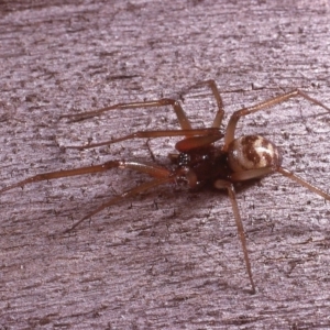 Theridiidae (family) at Amaroo, ACT - 28 Mar 1984 12:00 AM