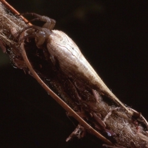 Arachnura higginsi at Amaroo, ACT - 4 Apr 1984