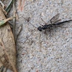Monomachus antipodalis (A parasitic wasp) at Black Range, NSW - 25 May 2020 by Steph H