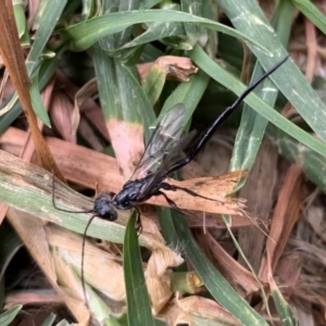 Monomachus antipodalis at Black Range, NSW - 25 May 2020