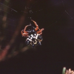 Austracantha minax (Christmas Spider, Jewel Spider) at Macgregor, ACT - 25 Dec 1978 by wombey