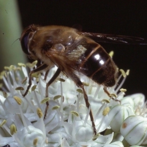 Eristalis tenax at Macgregor, ACT - 22 Dec 1978 01:26 AM