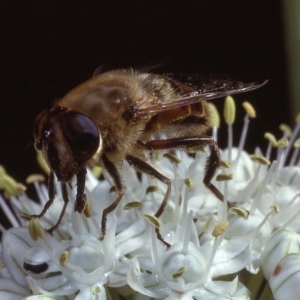 Eristalis tenax at Macgregor, ACT - 22 Dec 1978 01:26 AM